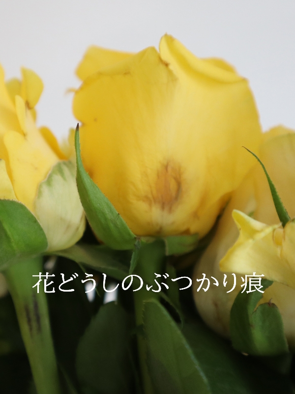 レア ケンニアv ip切花薔薇大苗 楽天市場】ケニア ローズ（花束・切花