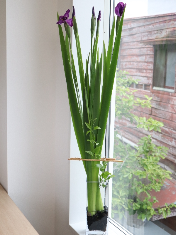 花菖蒲