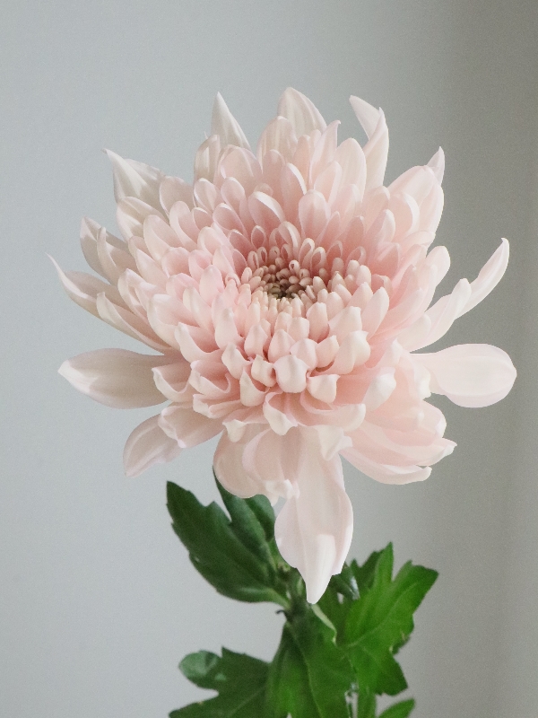 フアン・デ・アレリャーノ、花、超希少、新品額付、状態良好 楽天市場】造花 あじさいとラベンダーのかごアレンジ 夏の