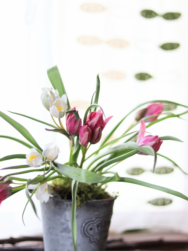 芽出し球根の寄せ植え