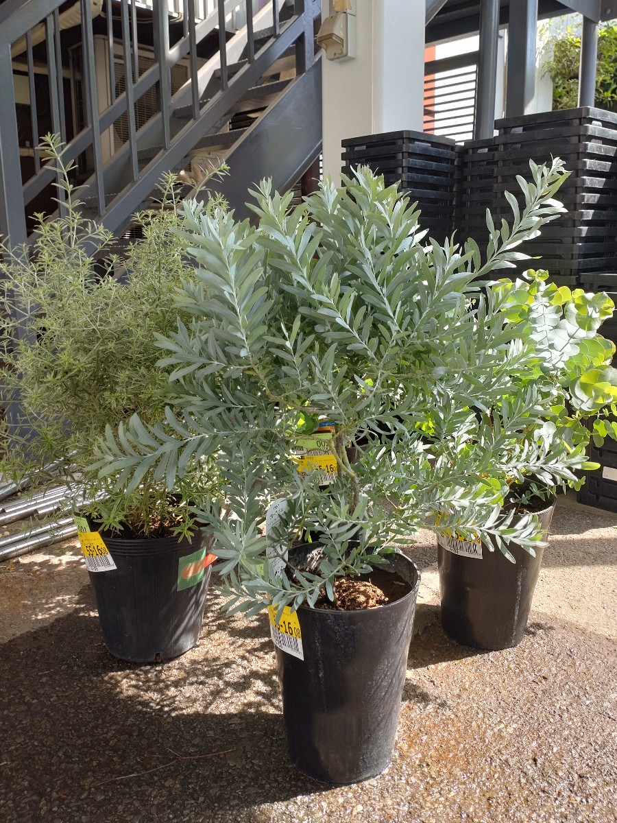 ブルーブッシュ　/382 アカシア ブルーブッシュ 約120-150cm 苗 シンボルツリー 庭木