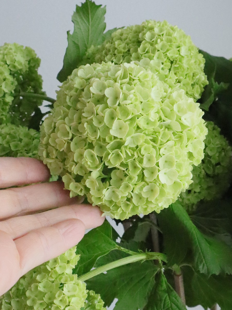 ビバーナム スノーボール 【品番3473】 Amazon | ビバーナム 苗木