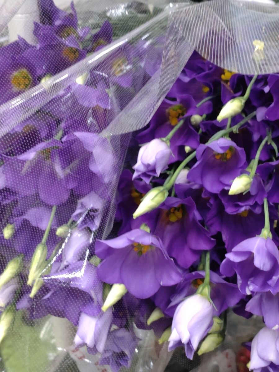 2024.7.10 トルコキキョウ ブルーフィズ｜Fla-co（フラコ） - フラワー