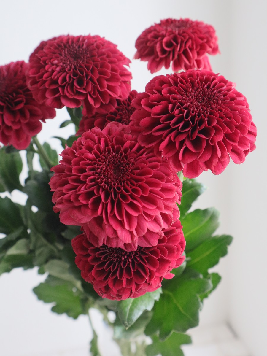 2024.10.14 ピンポンマム ミッドナイトレッド｜Fla-co（フラコ