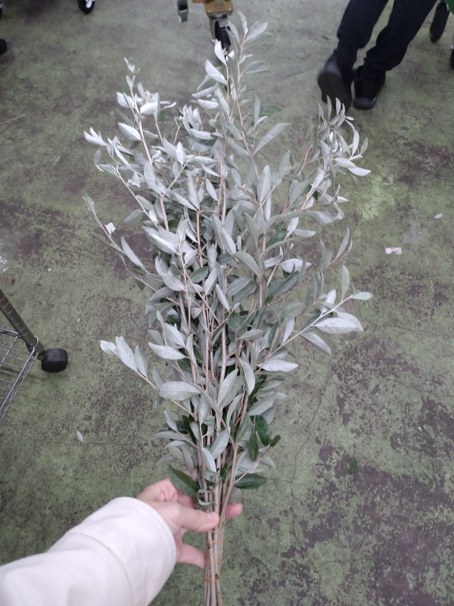 2024.10.21 ロシアンオリーブ｜Fla-co（フラコ） - フラワーアレンジ