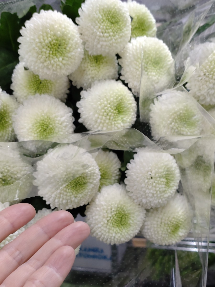 2024.10.23 ピンポンマム白｜Fla-co（フラコ） - フラワーアレンジ作品