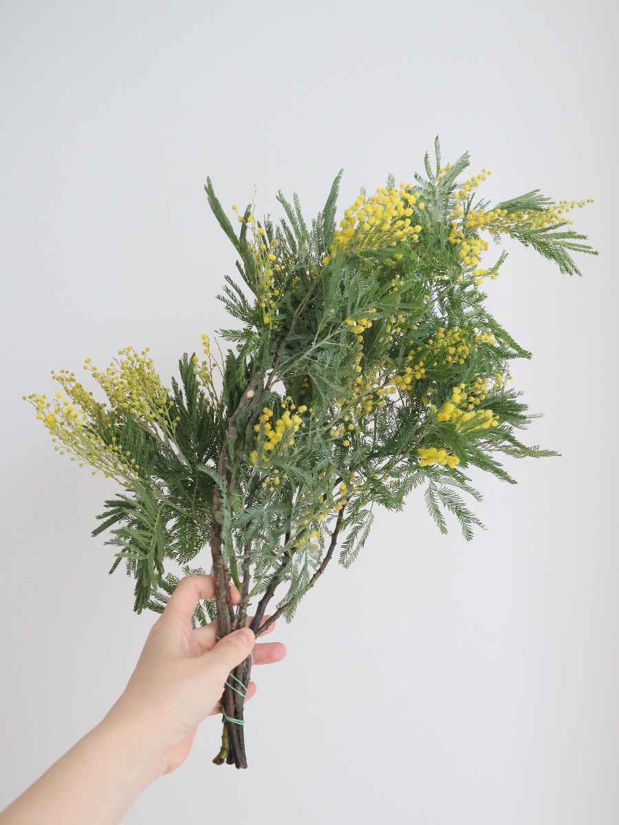 2025.1.7 輸入ミモザ ミランドール｜Fla-co（フラコ） - フラワー