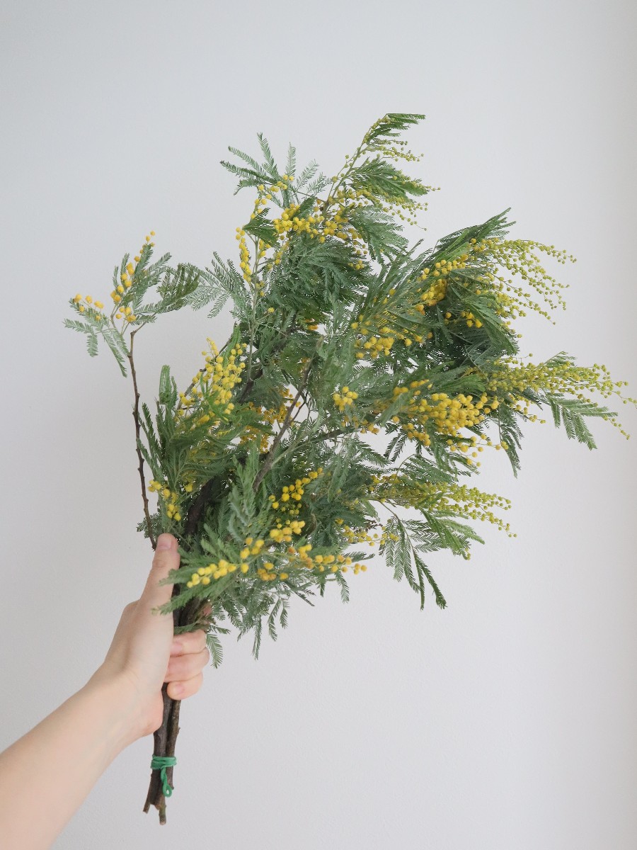 ミモザとブルースターチスのリース ミランドールミモザ 貝細工 春