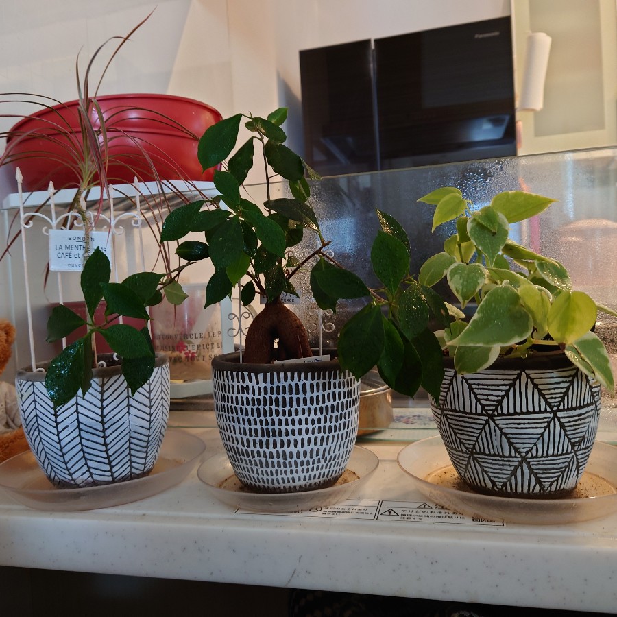 観葉植物三兄弟｜Fla-co（フラコ） - フラワーアレンジ作品投稿サイト