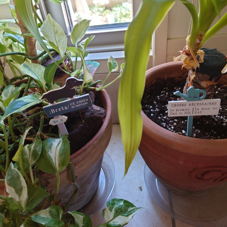 観葉植物｜Fla-co（フラコ） - フラワーアレンジ作品投稿サイト