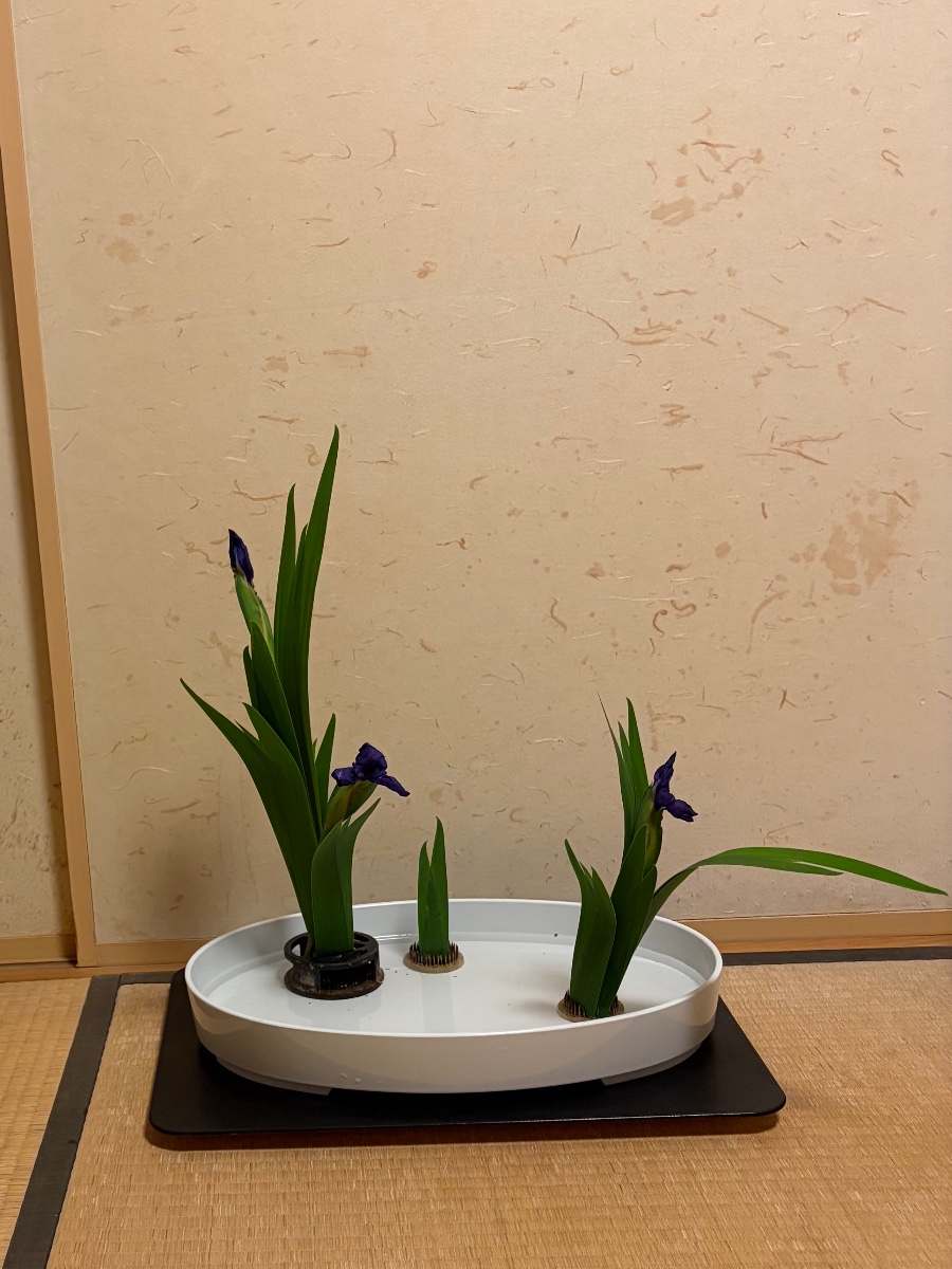 カキツバタ