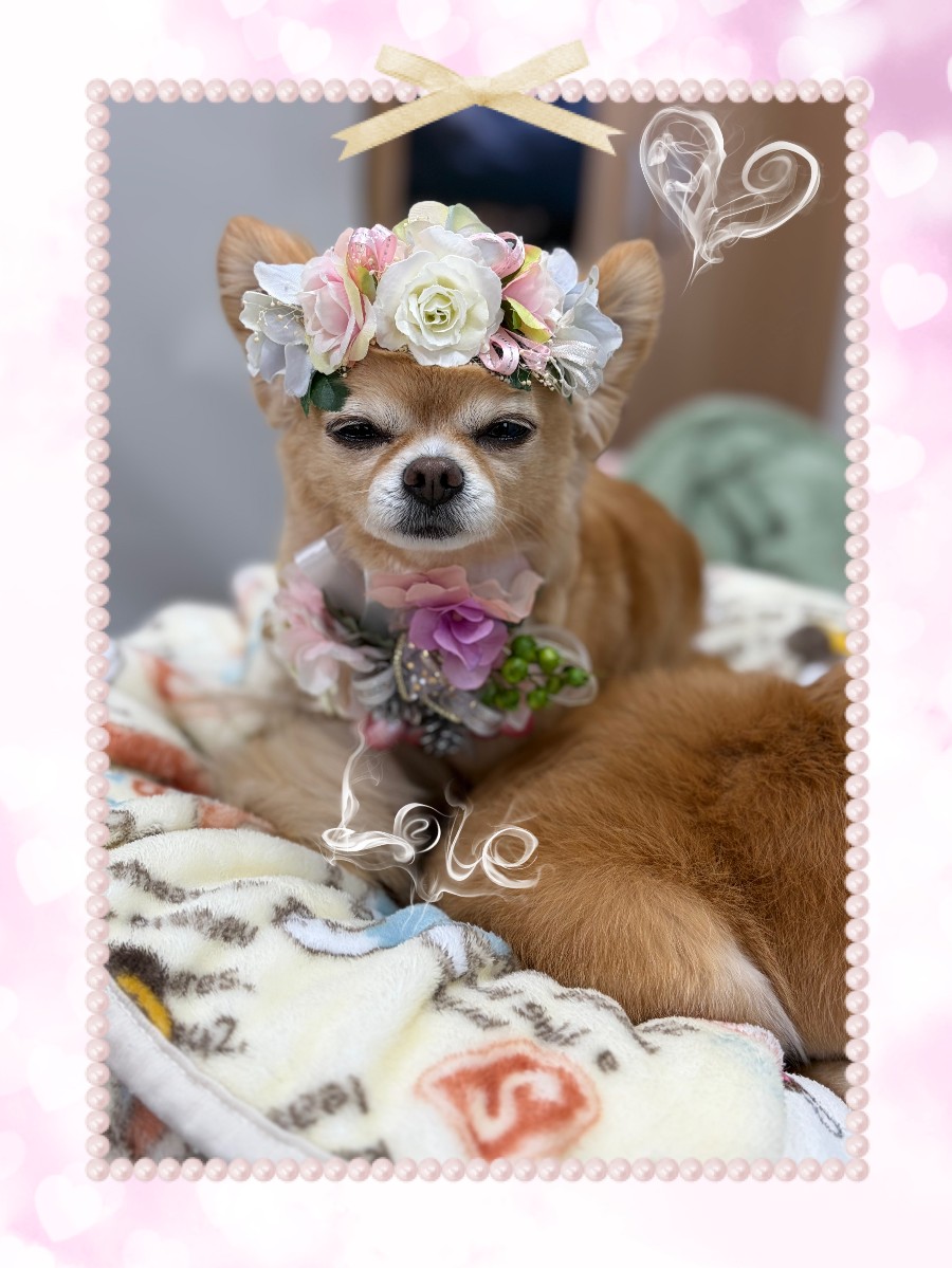 ミニバラ花冠