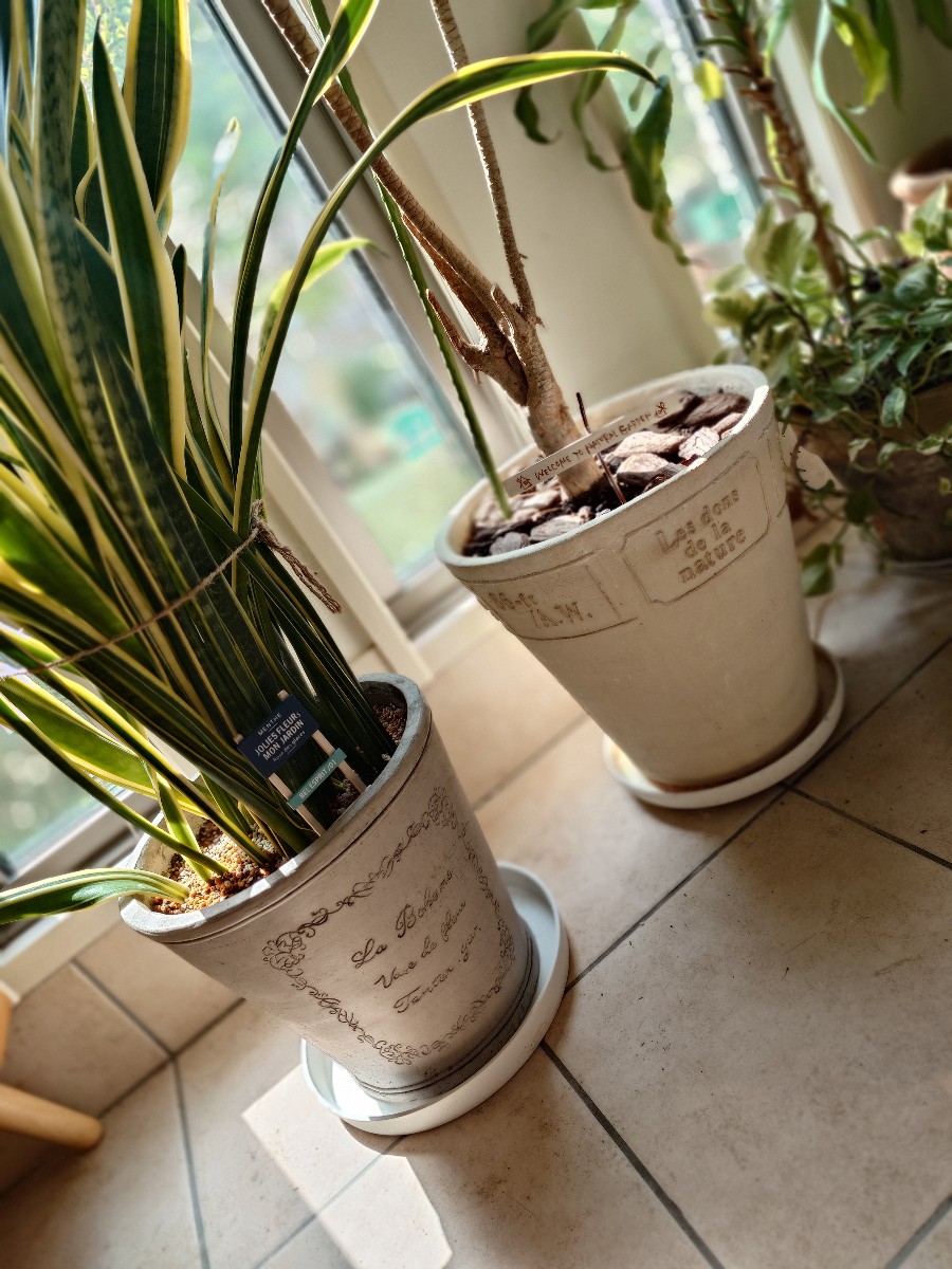 観葉植物の植え替え
