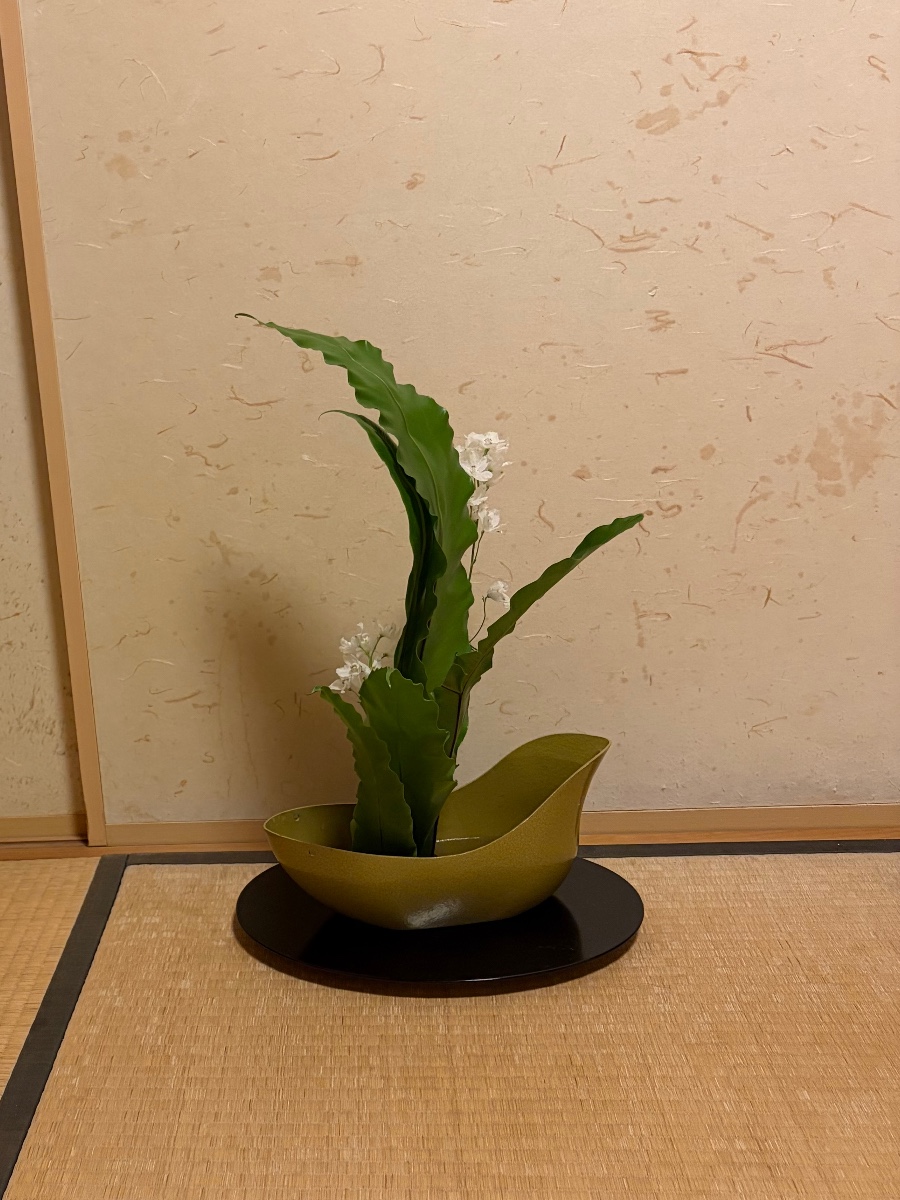 タニワタリの生花