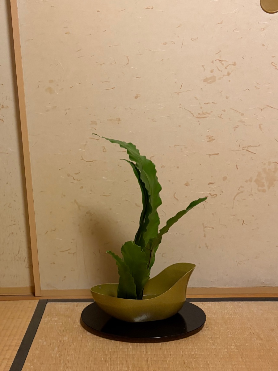 タニワタリの生花