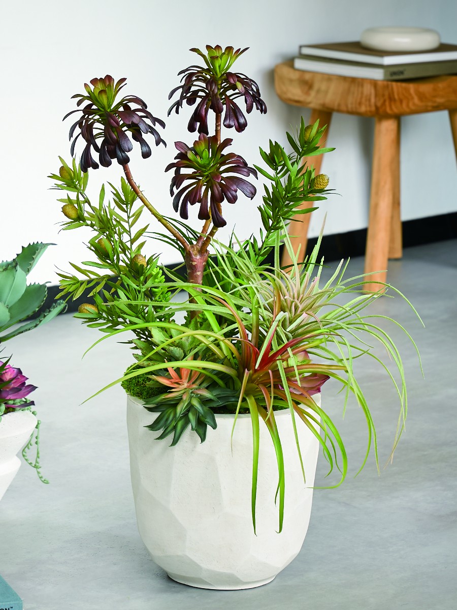 多肉植物の寄せ植え