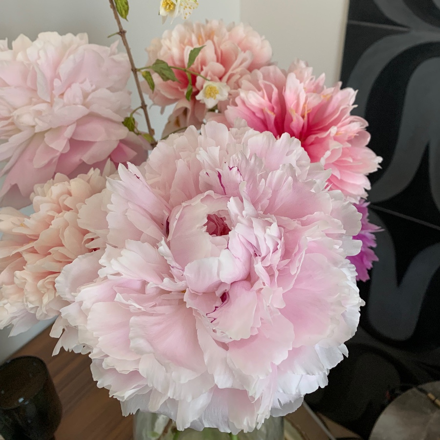芍薬