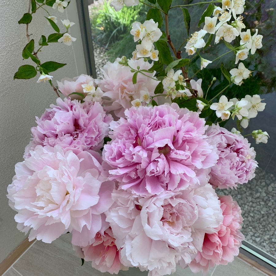 艶やかな芍薬