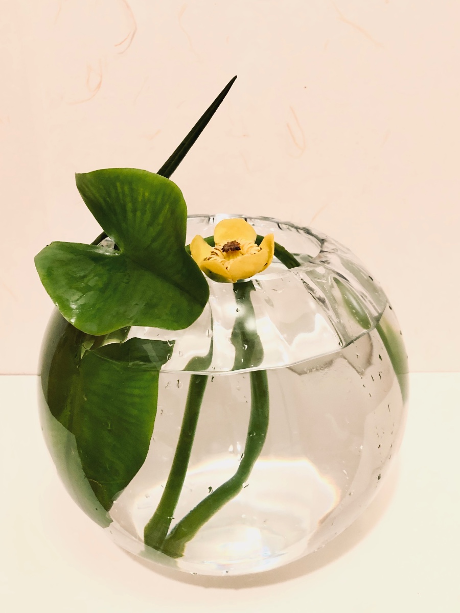 「河骨(こうほね)」をいける