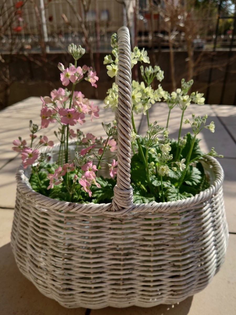 春のお花たち
