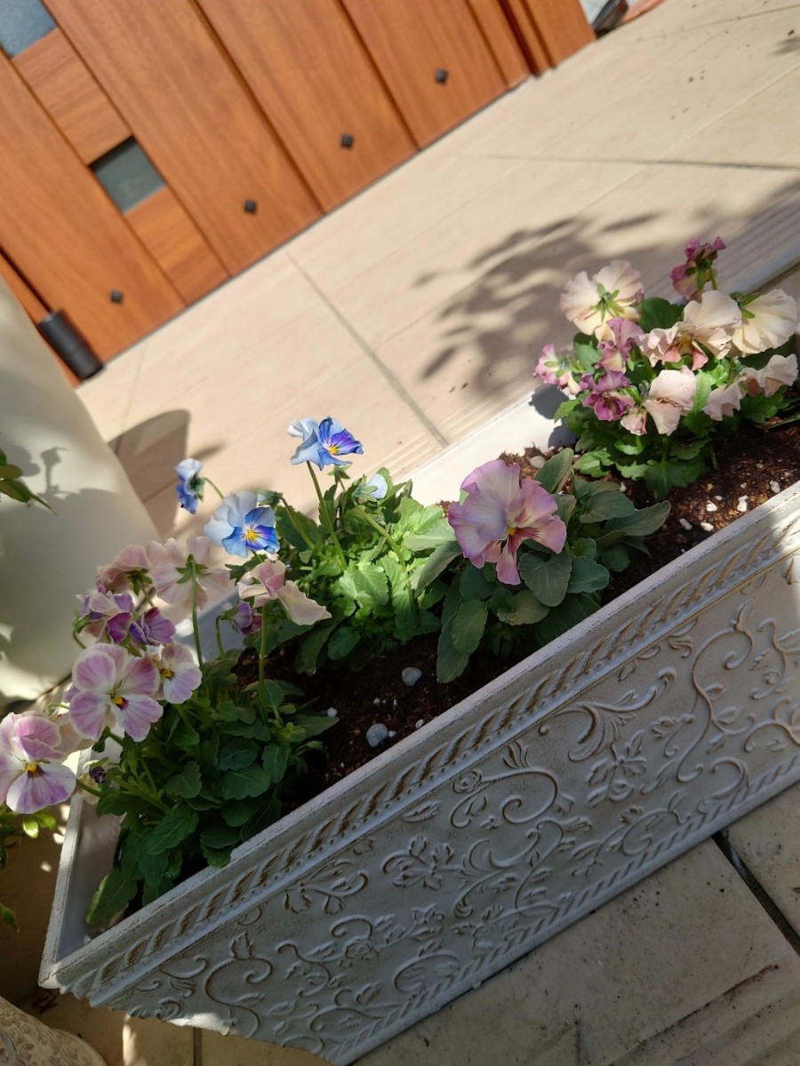 春のお花たち