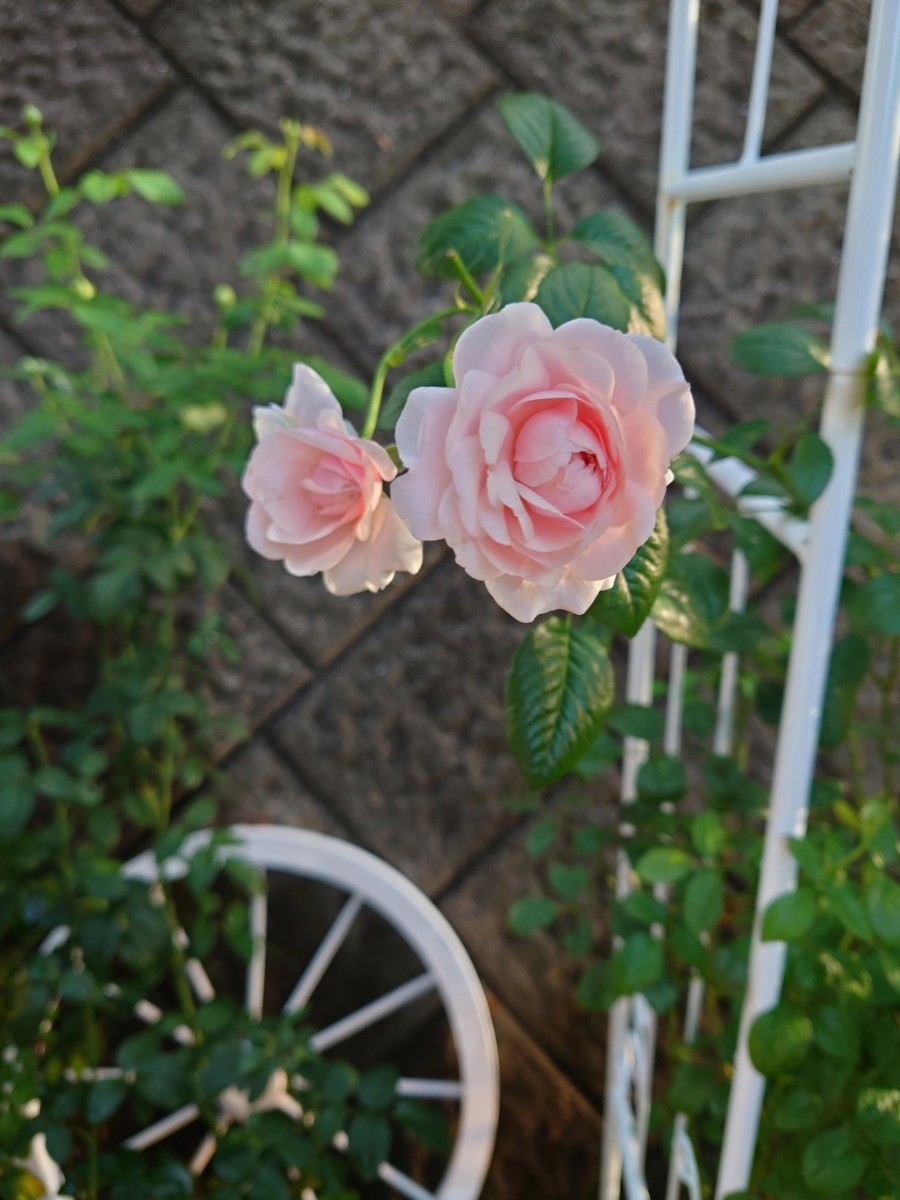 薔薇のアーチ