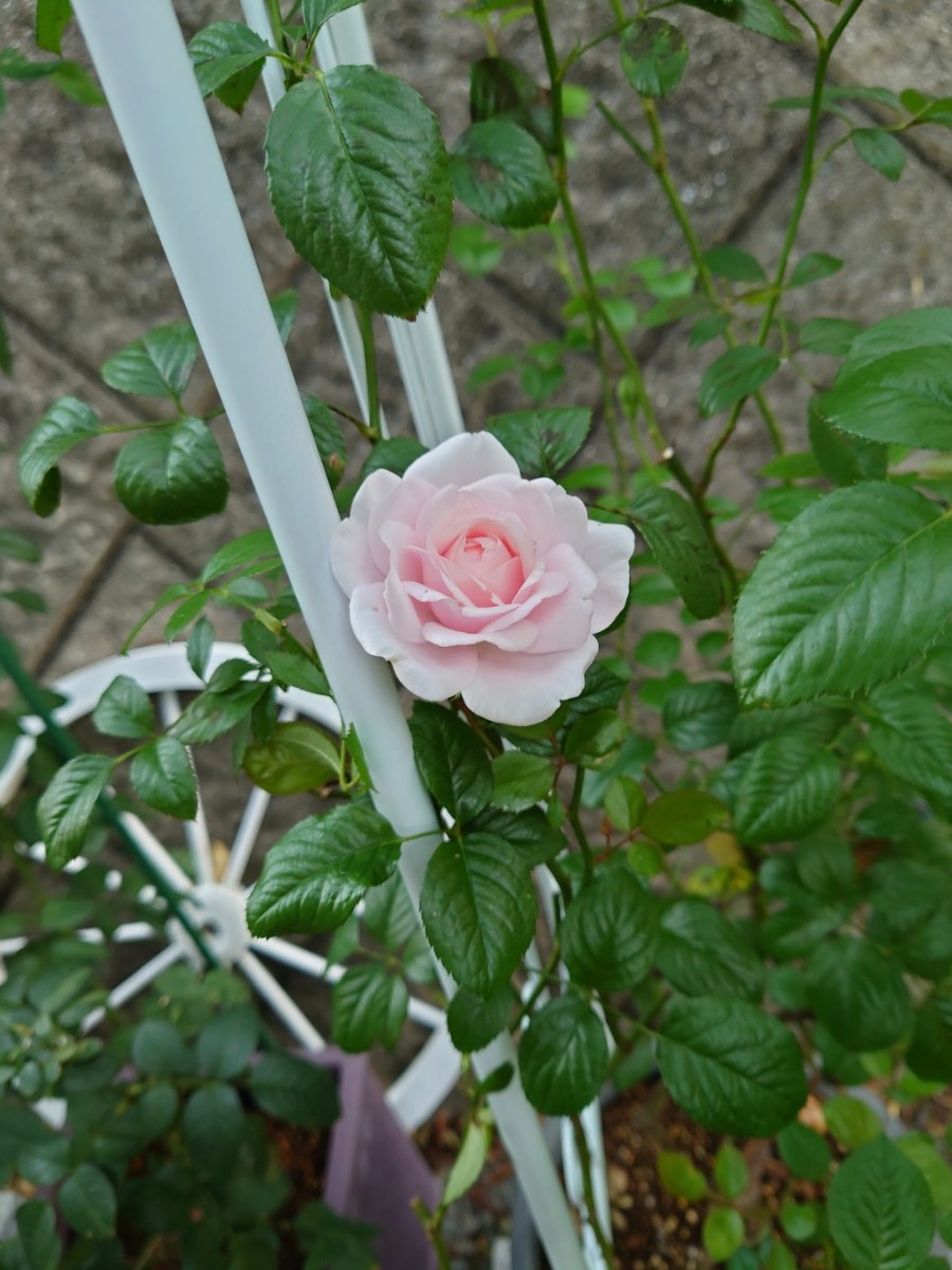 薔薇のアーチ