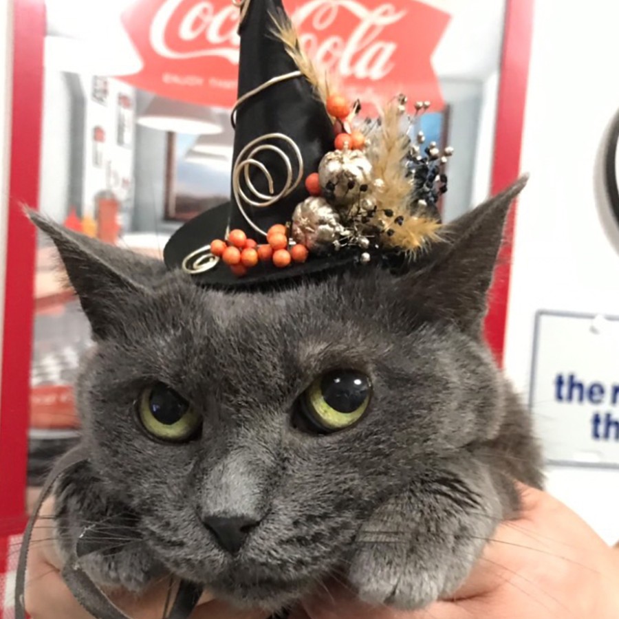 ペット帽子ハロウィンスタイル