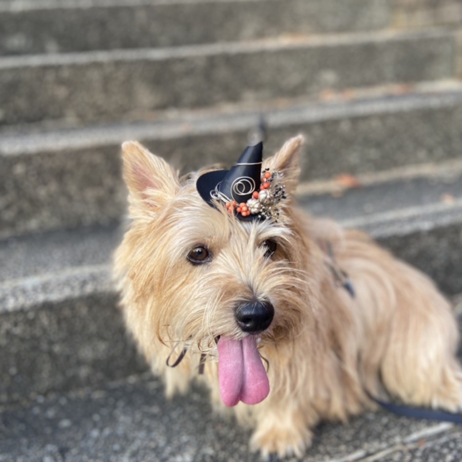 ペット帽子ハロウィンスタイル