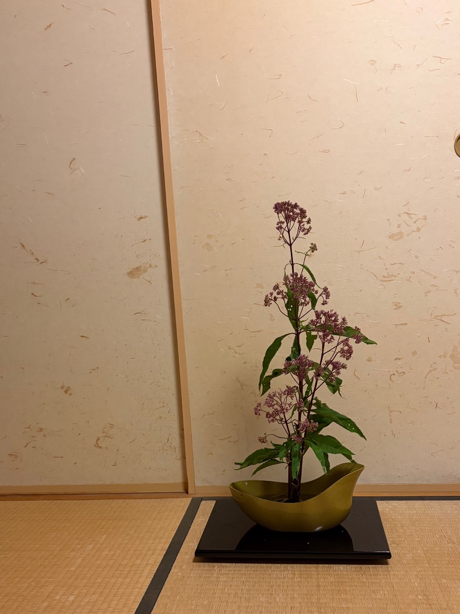 秋の七草の一つ、藤袴を生けました
