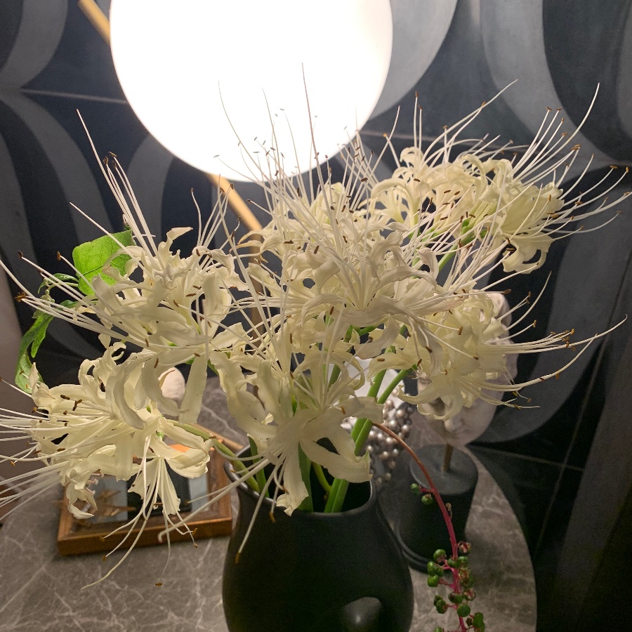 幻想的な白い彼岸花 幻想的な白いリコリス。夜の灯りに照らされると神秘的な輝きが。 OKYO