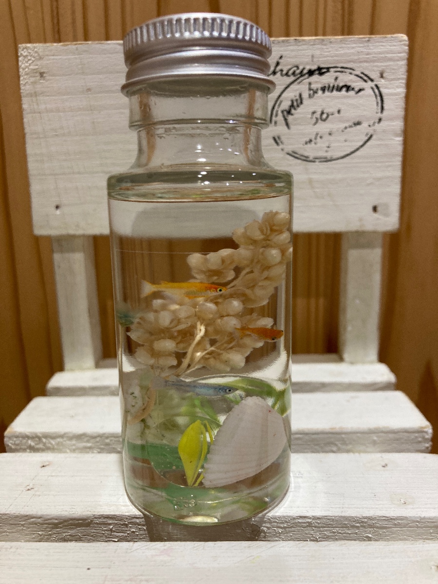 アクアリウムハーバリウム 可愛いメダカさんが泳いでいます♪ 己采CoCoTo