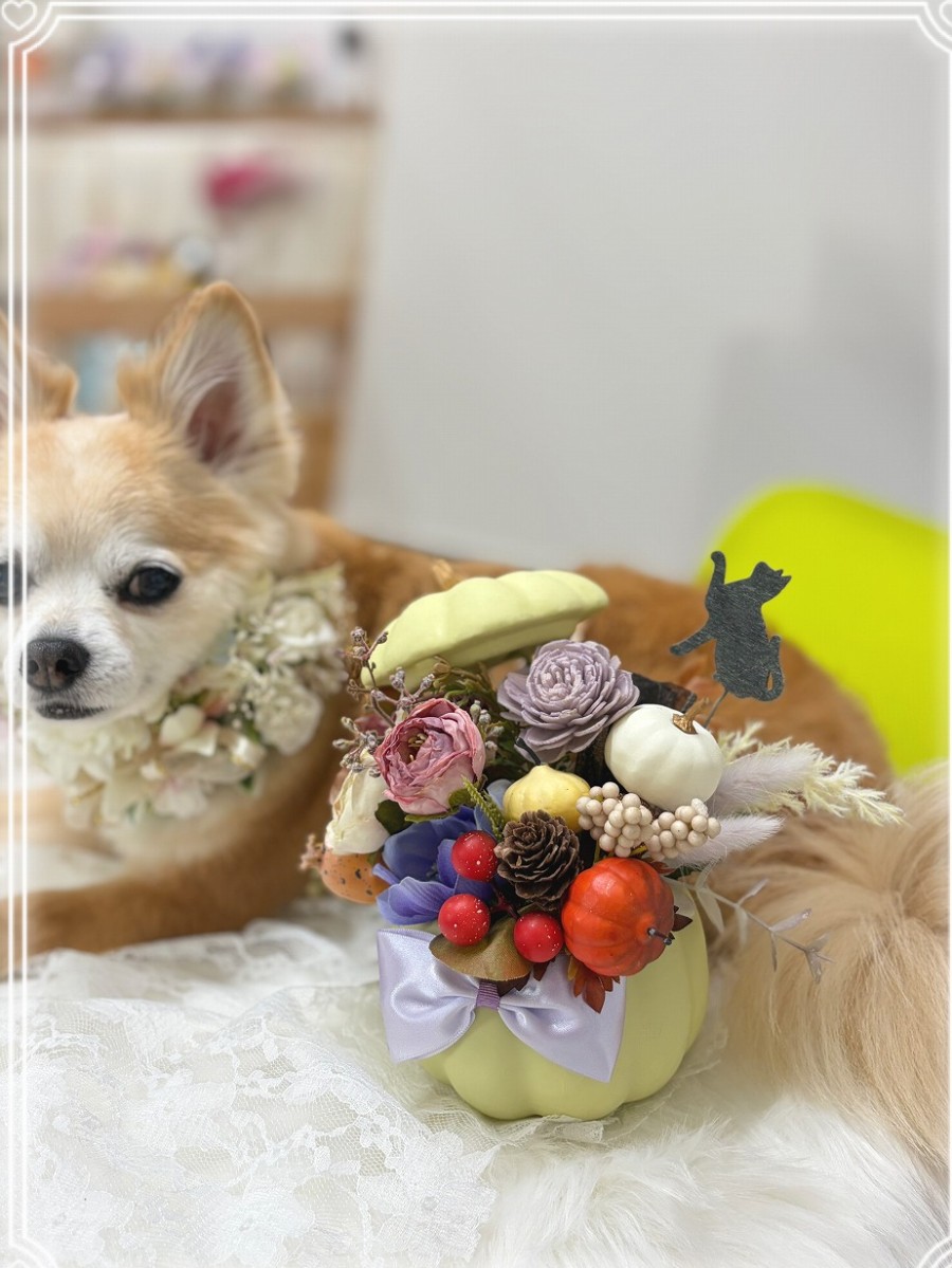 かぼちゃアレンジ ハロウィンを楽しもう！ Stella