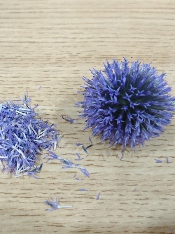 ルリタマアザミ開花の手入れ