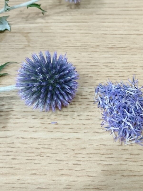 ルリタマアザミ開花の手入れ