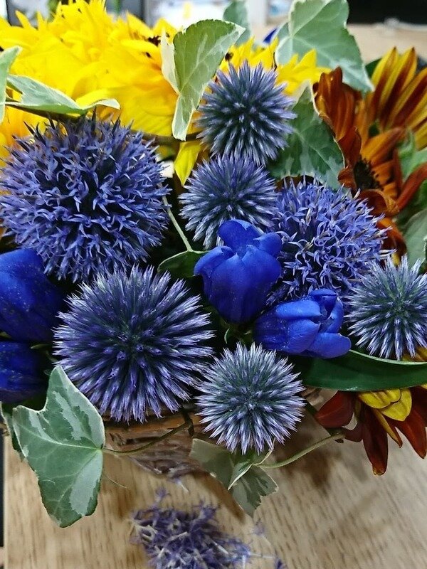 ルリタマアザミ開花の手入れ