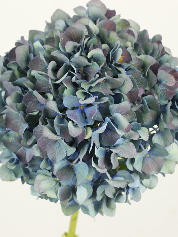 アジサイ ピンパーネル オーベルジーヌ｜Fla-co（フラコ