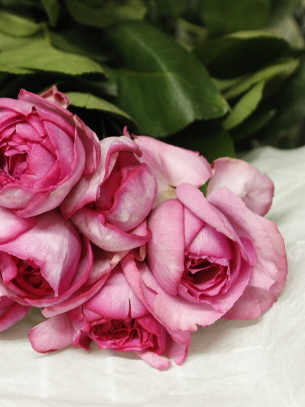 夏のイブピアッチェ 9 7入荷 By はなどんや投稿 フラコ