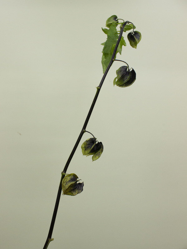 黒ほおずき 9/9入荷｜Fla-co（フラコ） - フラワーアレンジ作品投稿サイト