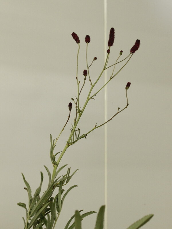 ワレモコウ 入荷終盤の状態 色 ボリューム By はなどんや投稿 フラコ