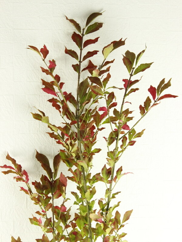 紅葉錦木 10 5入荷分 By はなどんや投稿 フラコ