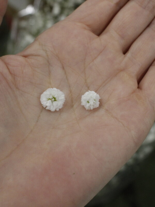 2020/9/26入荷 輸入カスミ草 エクセレンス ｜Fla-co（フラコ