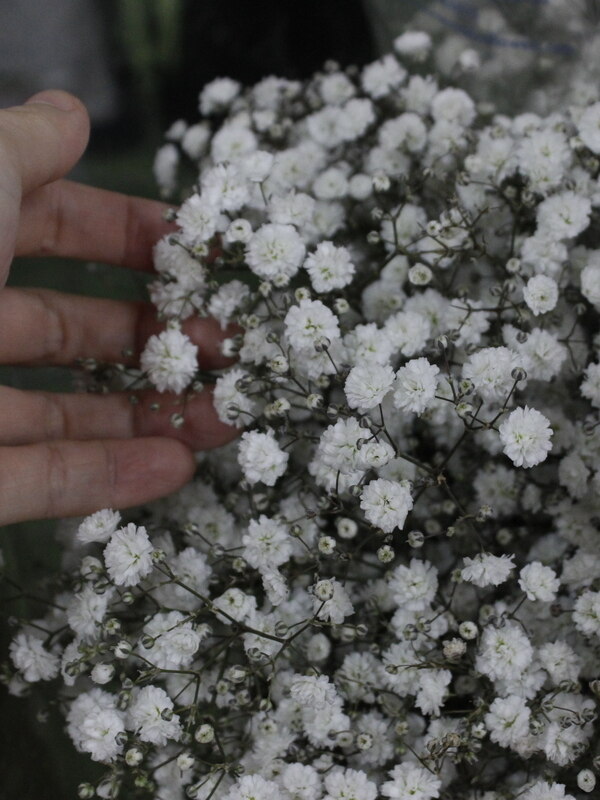 2020/9/26入荷 輸入カスミ草 エクセレンス ｜Fla-co（フラコ