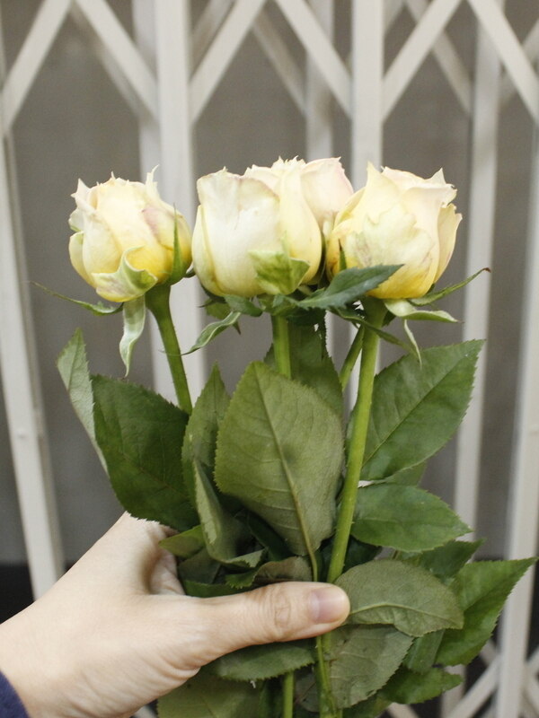 2020/10/9入荷分 バラ キャラメルアンティーク｜Fla-co（フラコ