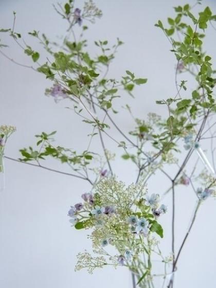 生花 ブルースター ピュアブルー 丸弁 高知県 芸西など Ot 通販 はなどんやアソシエ