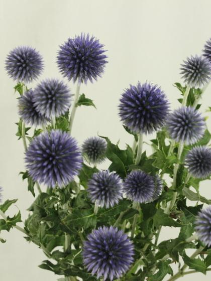 生花 ルリタマアザミ ベッチーズブルー 2 3輪つき 今週のおトク It 通販 はなどんやアソシエ