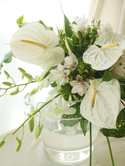 生花 アンスリューム 白 Mサイズ 通販 はなどんやアソシエ