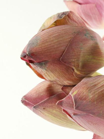 生花 生花 予約 蓮の花 届日限定7 9 商品説明を必ずお読み下さい Fj 通販 はなどんやアソシエ