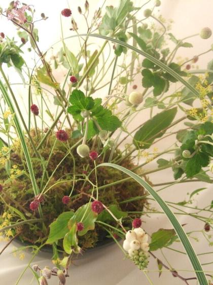 生花 ミシマサイコ 70cm程度 通販 はなどんやアソシエ