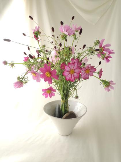 生花 コスモス ピコティ 50センチ 千葉県 伊東さんなど Fj 通販 はなどんやアソシエ